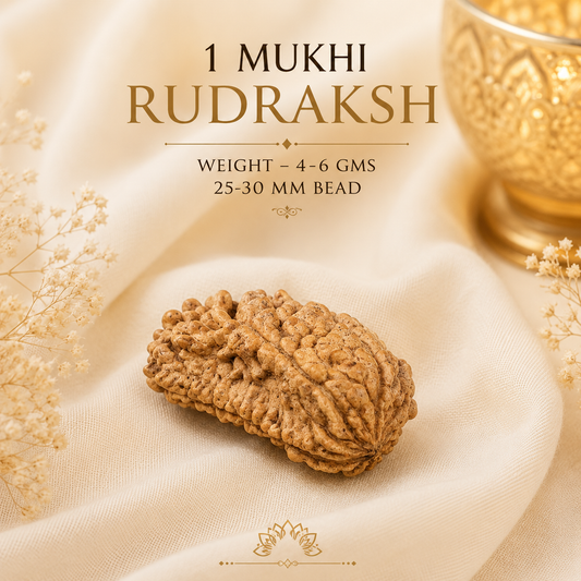 Authentic 1 Mukhi (One-faced) Rudraksha