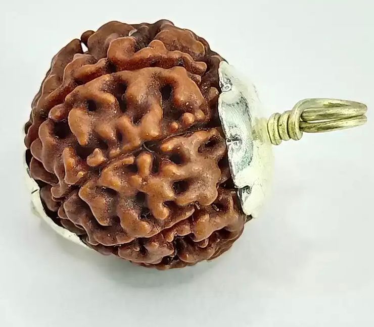 8 Mukhi Rudraksha ( Nepal )