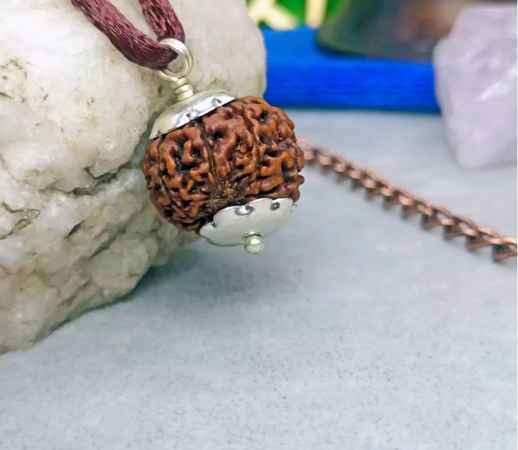 8 Mukhi Rudraksha ( Nepal )