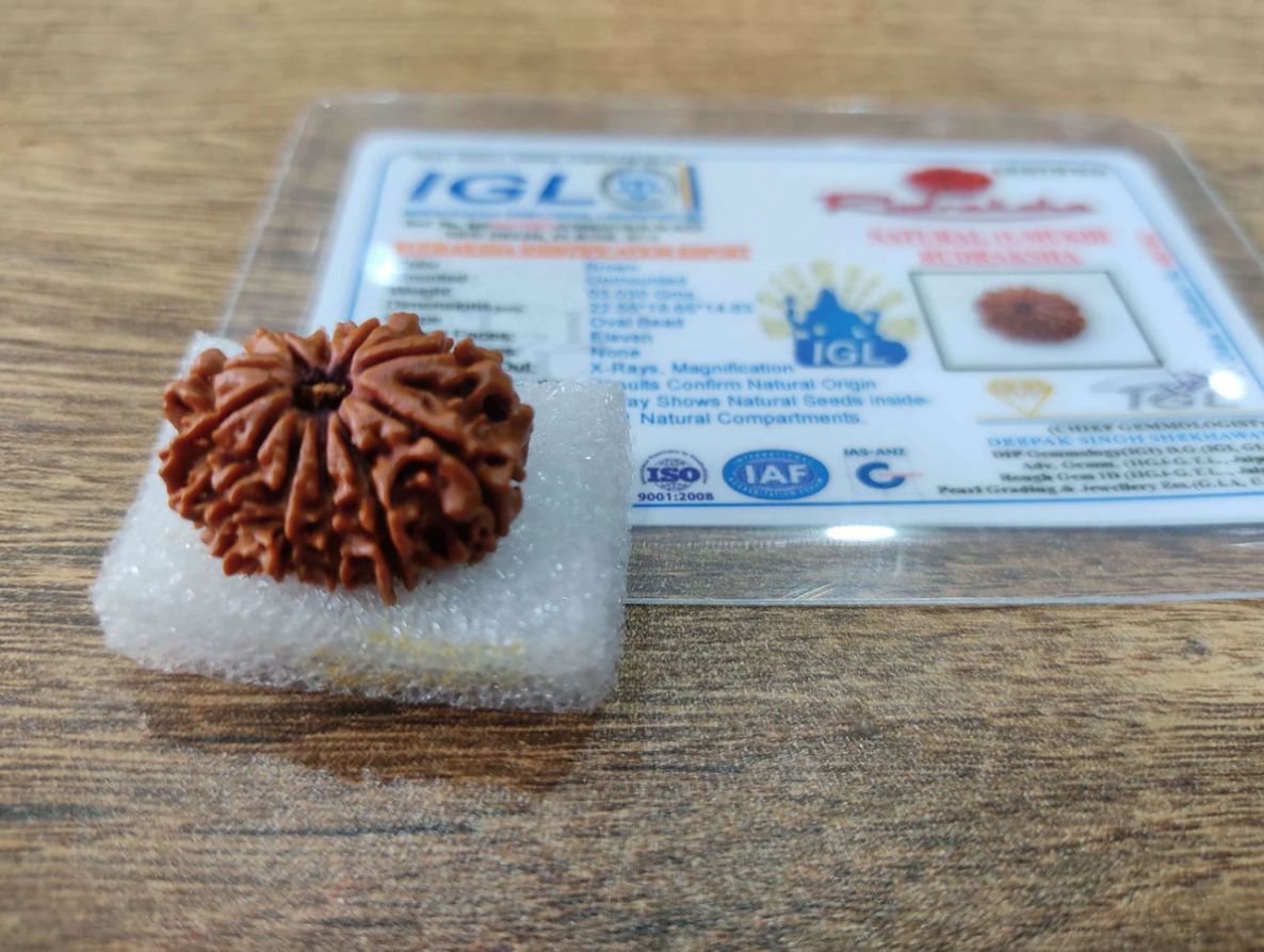 Original 11 Mukhi Rudraksha With Silver Capping ( Nepal )