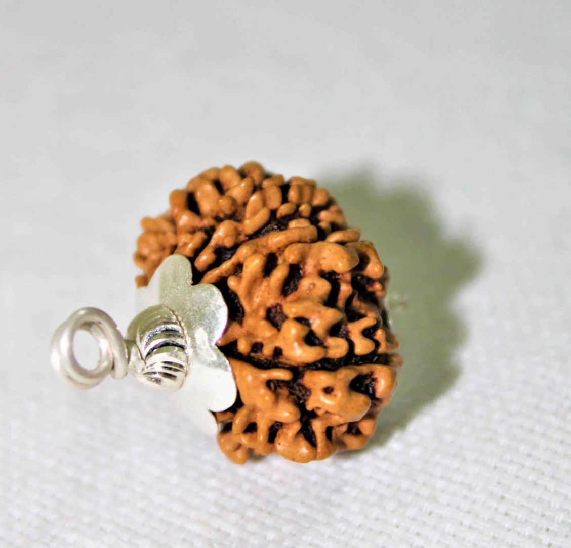 Original 11 Mukhi Rudraksha With Silver Capping ( Nepal )
