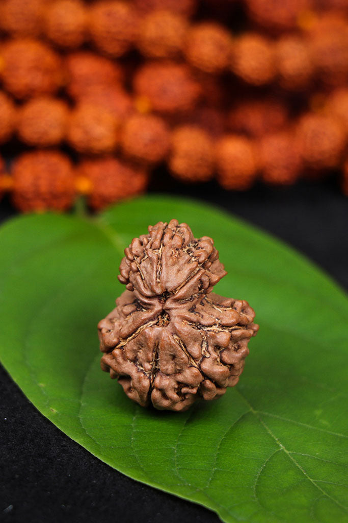 Gauri Shankar Rudraksha