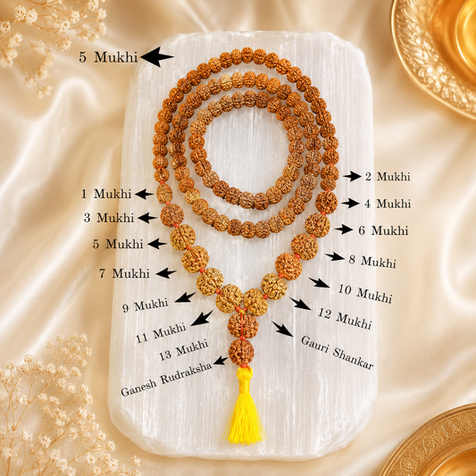 Rudraksha Siddh Mala 1 - 14 Rudraksha ( Nepal )