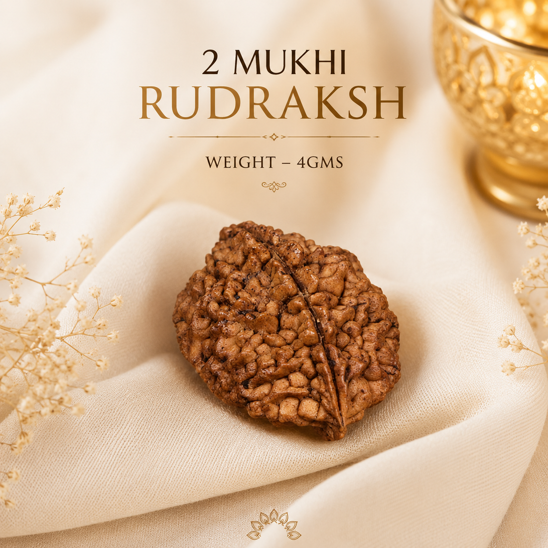 Authentic 2 Mukhi (Two-faced) Rudraksha