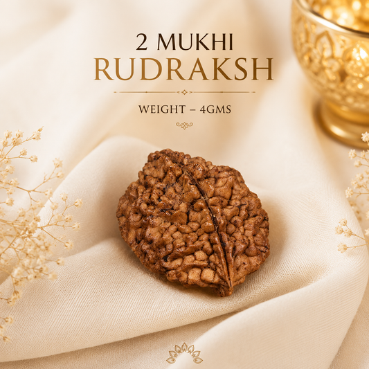Authentic 2 Mukhi (Two-faced) Rudraksha