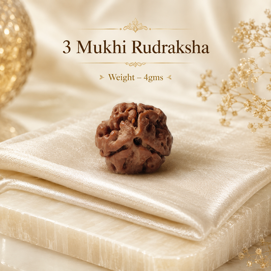 Authentic 3 Mukhi (Three-faced) Rudraksha