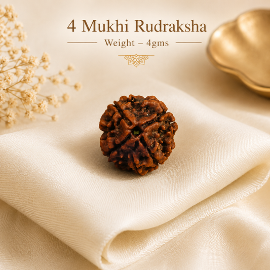 Authentic 4 Mukhi (Four-faced) Rudraksha