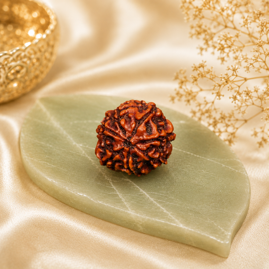 8 Mukhi Rudraksha ( Nepal )
