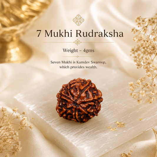 8 Mukhi Rudraksha ( Nepal )