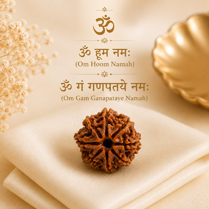 8 Mukhi Rudraksha ( Nepal )
