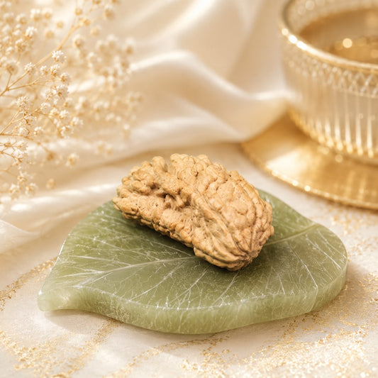 Authentic 1 Mukhi (One-faced) Rudraksha