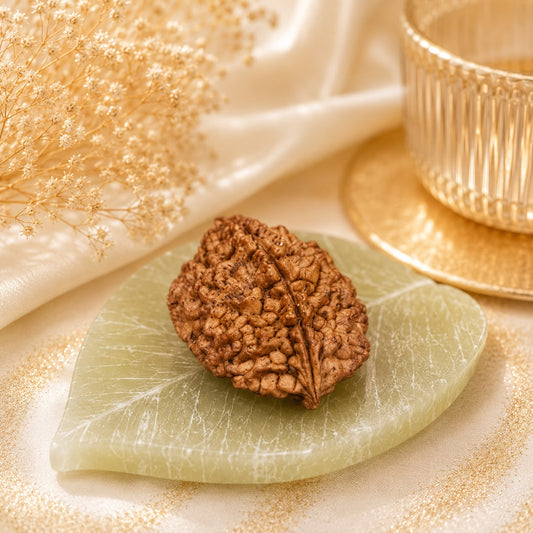 Authentic 2 Mukhi (Two-faced) Rudraksha
