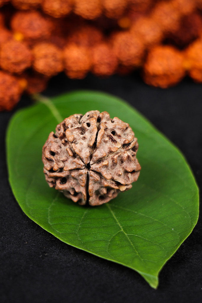 Authentic 6 Mukhi (Six-faced) Nepal Rudraksha