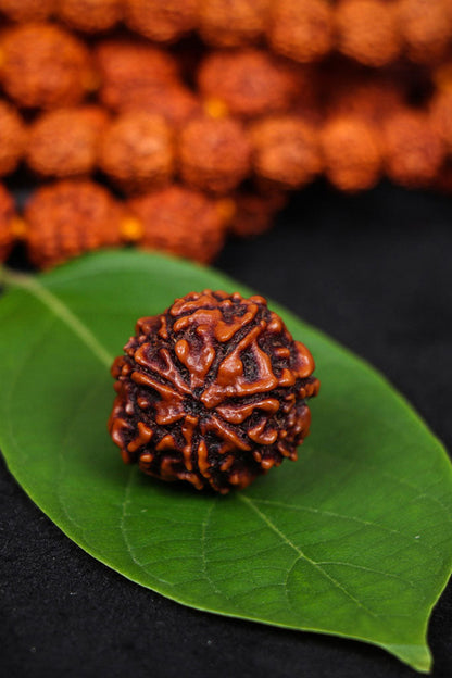 Authentic 7 Mukhi (Seven-faced) Nepal Rudraksha